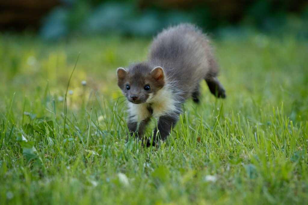 beautiful cute beech marten scaled