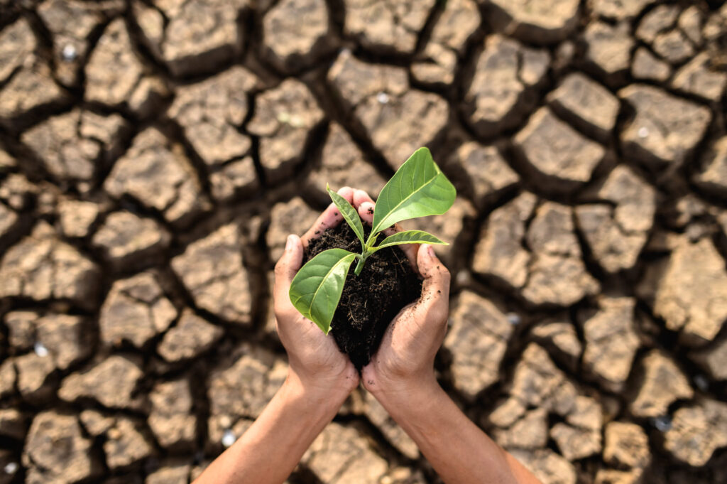boy are stand holding seedlings are dry land warming world scaled