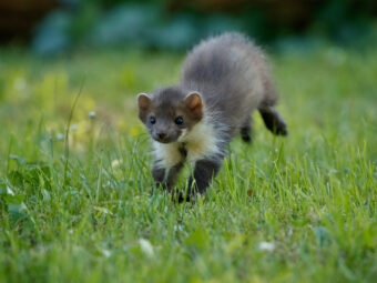 beautiful-cute-beech-marten beautiful cute beech marten scaled