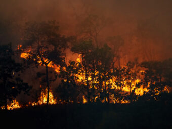 forest fire is burning primarily as surface fire spreading along ground scaled
