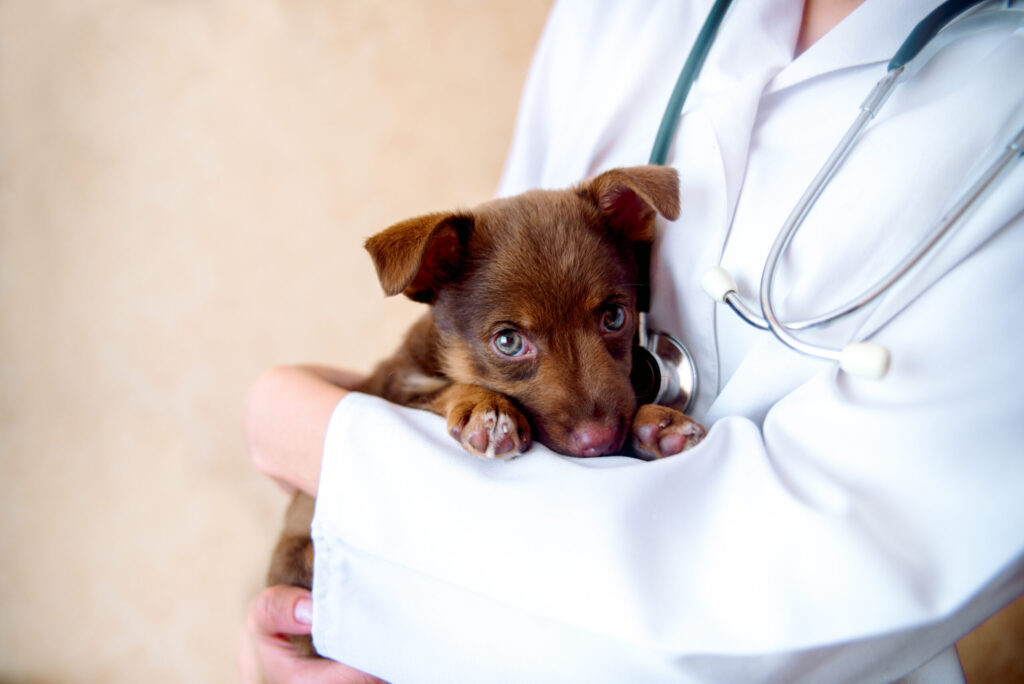 doctor veterinarian examining dog scaled