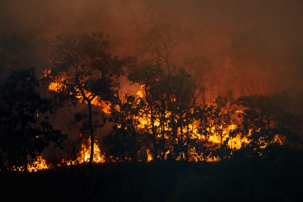 forest fire is burning primarily as surface fire spreading along ground scaled